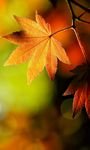 pic for hd autumn leaves 